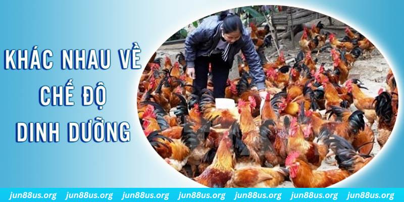 s6666 đăng nhập roulette hôm nay