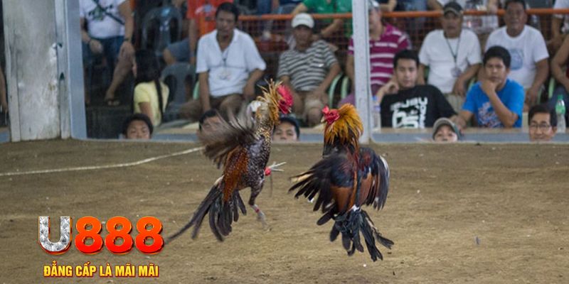 s6666 đăng nhập mậu binh khuyến mãi